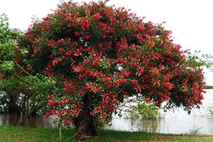 El 23 de Diciembre de 1942 La flor de ceibo, tambin denominada seibo, sebo o bucar, de nombre cientfico Erythrina crista-galli, fue declarada flor nacional argentina el 23 de diciembre de 1942 por Decreto del Poder Ejecutivo de la Nacin N 138474/42.